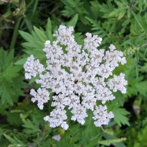 Meet your Posher, Randy